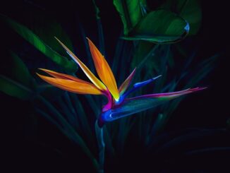 Welche Blumen Schließen Sich Nachts