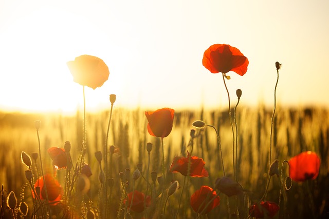 Wann Sonnenblumen Nach Draussen