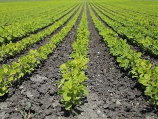 Stauden Für Volle Sonne