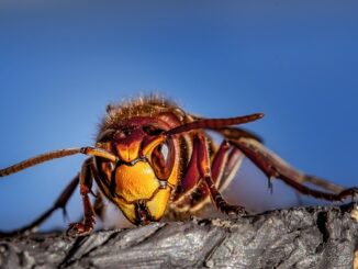 Drahtkörbe Gegen Wühlmäuse