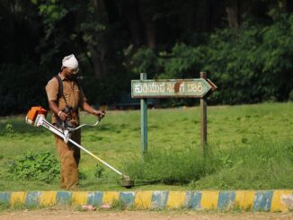 Eukalyptus Beschneiden