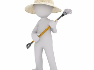 Gartennelken Blütezeit