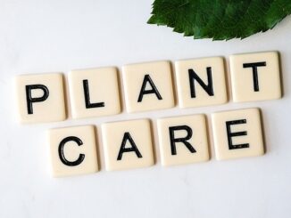 Braucht Eukalyptus Viel Wasser