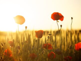 Narzissen Zusammen Mit Tulpen