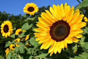 Garten Mit Obstbäumen Gestalten