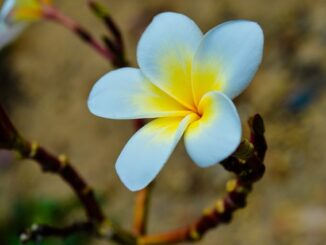 Welche Blumen Wachsen Im Schatten