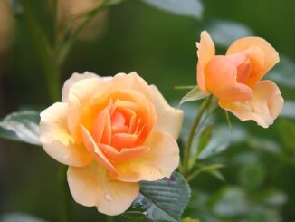 Tulpenzwiebeln In Wasser Ziehen