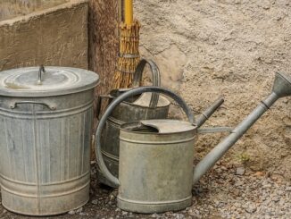 Rose Richtig Schneiden