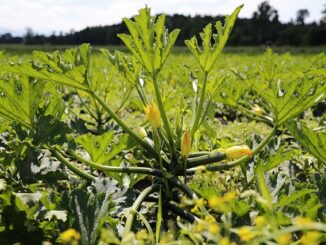 Sonnenblumen Pflanzen Jun