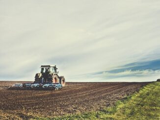 Mehrjährige Wicken Aussäen