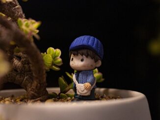 Wann Sollten Pfingstrosen Geschnitten Werden