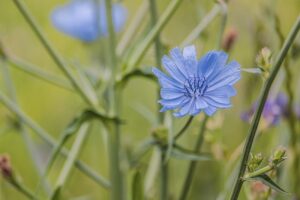 Sonnenblume Licht Oder Dunkelkeimer