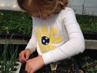 Vermehrung Von Pfingstrosen