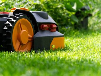 Pfingstrosen Nach Der Blüte Schneiden