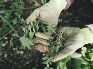 Die 4 größten Herausforderungen im Garten