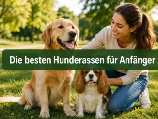 Die besten Hunderassen für Anfänger