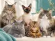 Die besten Katzenrassen