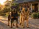 Die besten Wachhunde