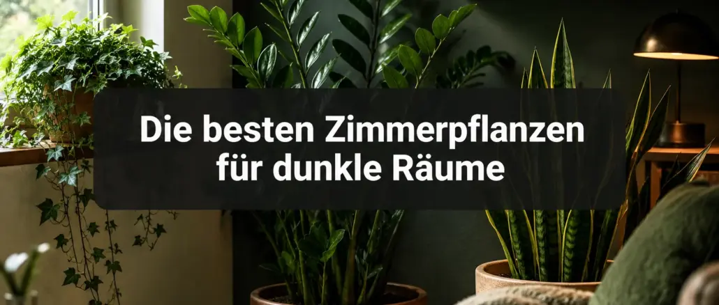 Die-besten-Zimmerpflanzen-fuer-dunkle-Raeume Die besten Zimmerpflanzen für dunkle Räume
