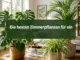 Die besten Zimmerpflanzen für ein besseres Raumklima