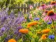 Die besten bienenfreundlichen Blumen
