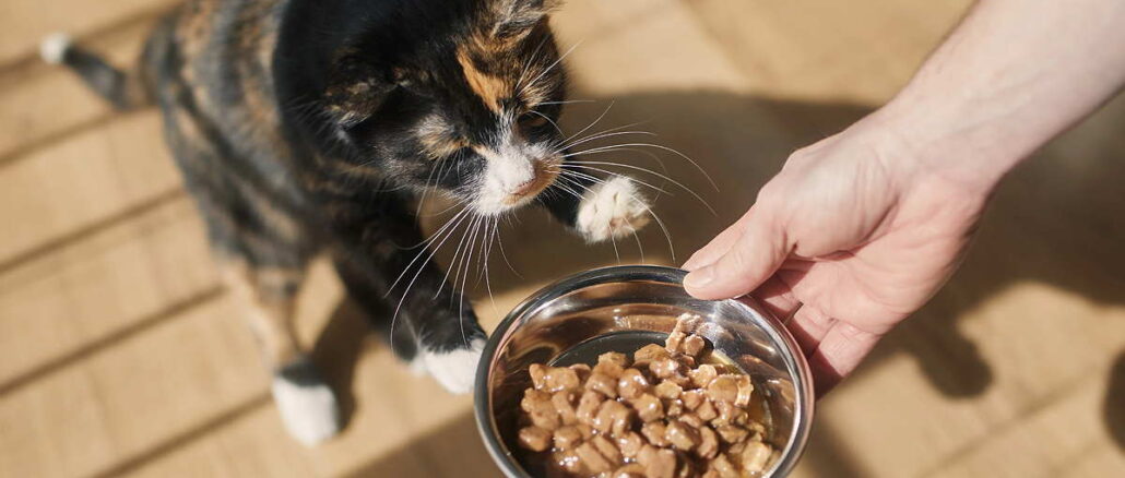 Wenn die Katze plötzlich schlapp wirkt: Nährstoffmangel erkennen und beheben 1