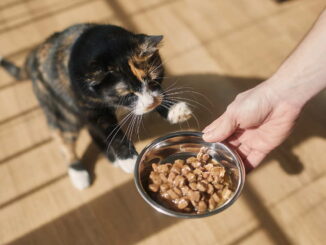Wenn die Katze plötzlich schlapp wirkt: Nährstoffmangel erkennen und beheben 1