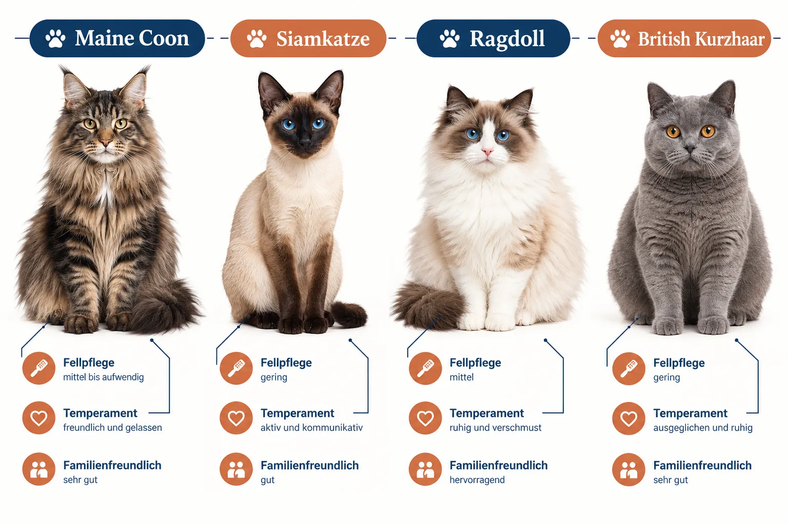 Katzenrassen die viel Aufmerksamkeit brauchen vs. ruhige Katzenrassen