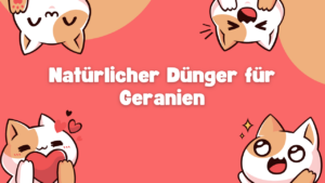 Natürlicher Dünger für Geranien