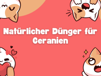 Natürlicher Dünger für Geranien