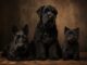 Terrier-Rassen: schwarz