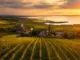 Weinregionen im Burgenland
