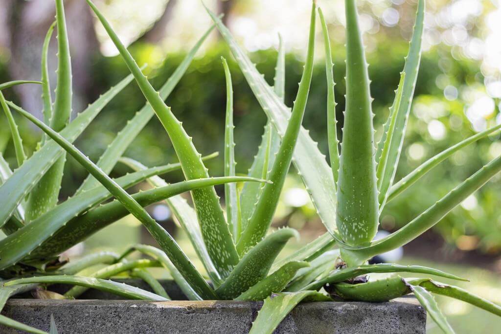 Aloe Vera Pflanze