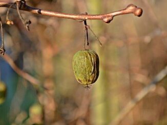 Neues Superfood - Die Kiwibeere erobert die Regale