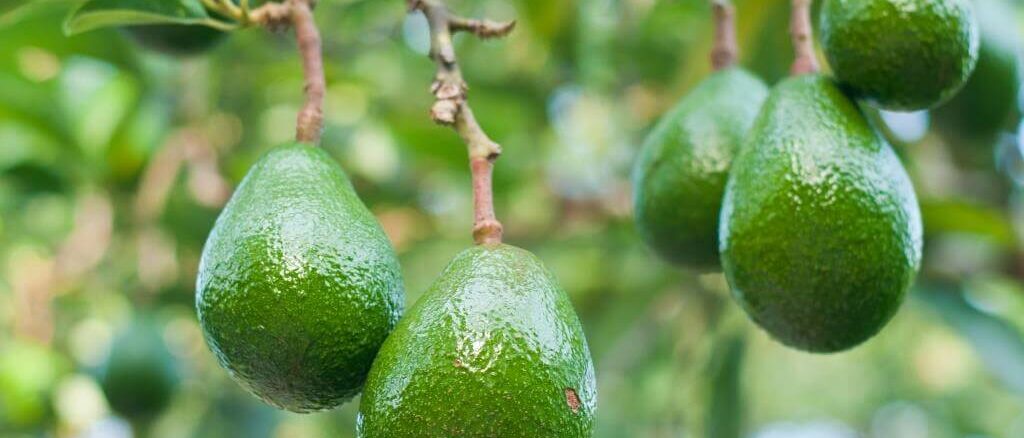 Deutsche Konsumenten reißen sich um Avocados