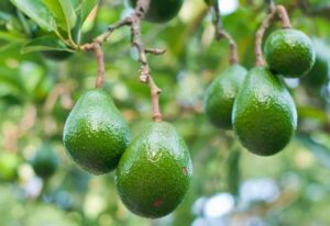 Deutsche Konsumenten reißen sich um Avocados