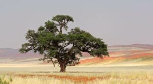 Der Baum des Lebens