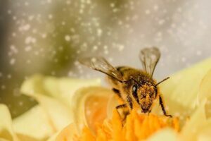 Blütenpollen als neues Superfood entdeckt