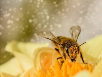 Blütenpollen als neues Superfood entdeckt