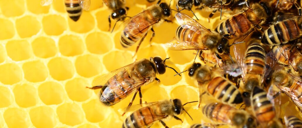 Balkon Blumen für Bienen