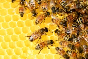 Balkon Blumen für Bienen