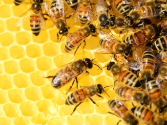 Balkon Blumen für Bienen