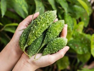 Die Bittergurke : Ein neues Superfood entdeckt?