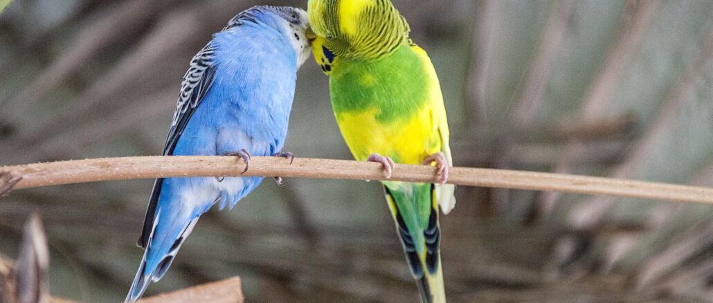 Vogelkäfig Wellensittich Empfehlung