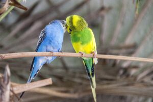 Vogelkäfig Wellensittich Empfehlung