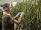 Legales Cannabis in den USA stark gefragt