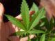 Cannabis – Droge oder Medizin?