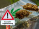 Cannabis-Legalisierung in Deutschland