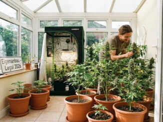Cannabis selber anbauen: Was müssen Anfänger beachten?