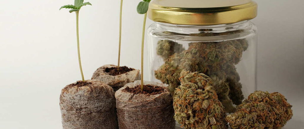 Cannabis seed Starting with Coconut Coir Pellets. Marijuana growing. Cannabis-Anbau für Einsteiger: Von der Auswahl bis zur ersten Ernte 1